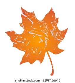  Autumn maple leaf on a white background. Vector 