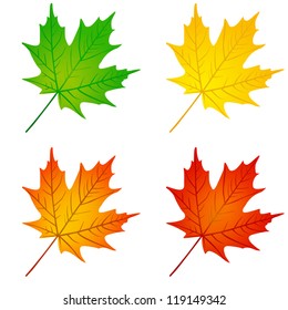 Autumn maple leaf in red, yellow, orange, and green colors.