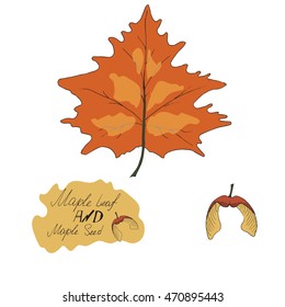 autumn maple leaf seeds hand lettering vector