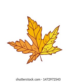 Autumn maple leaf september or october yellow defoliation foliage. Vector outline illustration sketch colourful isolated autumnal herbal graphic.