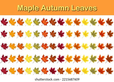 Autumn maple leaf set. Autumn Leaves fall. Vector illustration.