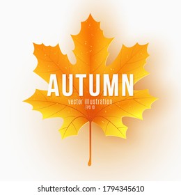 Autumn maple leaf with text on a white background. Festive template for design your advertisement. Gift card. Vector illustration. EPS 10.