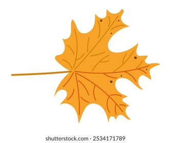 Autumn maple leaf vector illustration in warm orange tones with the essence of fall. Warm artwork isolated on white background. Good for sticker and decoration