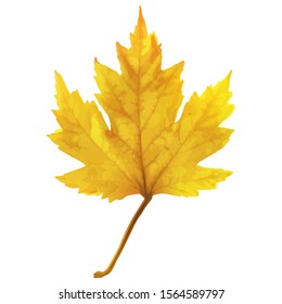 Autumn maple leaf vector on a white background. Realistic maple leaf