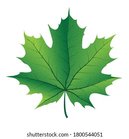 autumn maple leaf vector on a white background