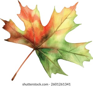 Autumn Maple Leaf Watercolor  vector illustration