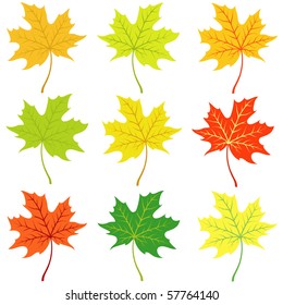 Autumn maple leaflets on a white background