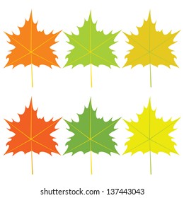 Autumn maple leaves