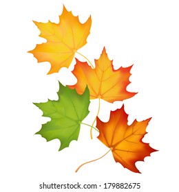 autumn maple leaves