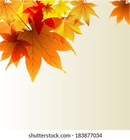 Autumn maple leaves