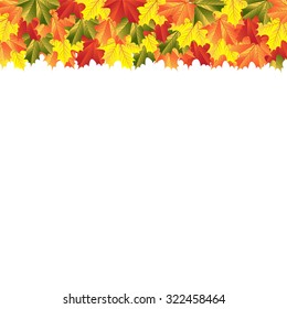 autumn maple leaves
