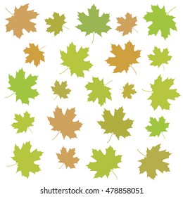 Autumn maple leaves.