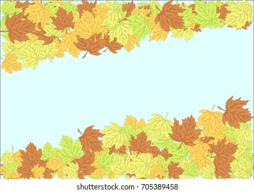 Autumn maple leaves