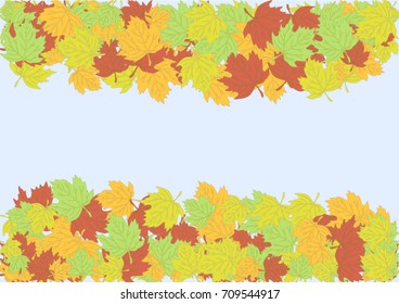 Autumn maple leaves