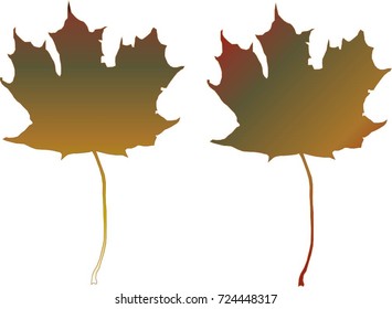 autumn maple leaves