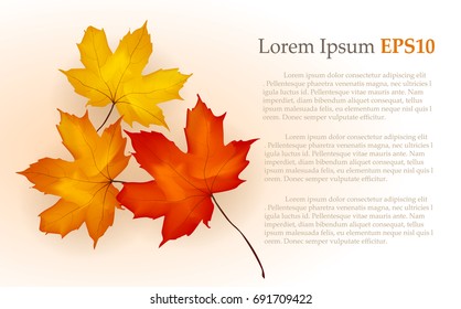  autumn maple leaves background