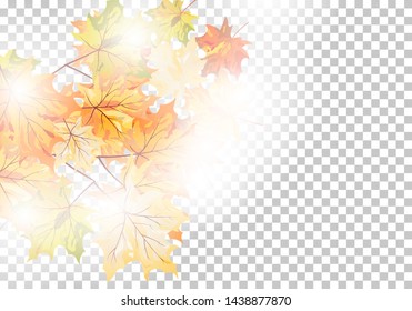 Autumn maple leaves background. Vector illustration with transparency EPS10.