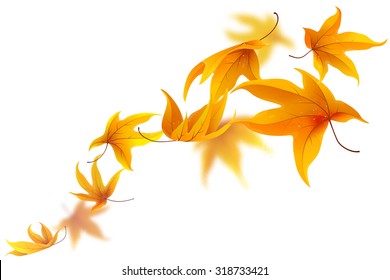 Autumn maple leaves falling  isolated on white