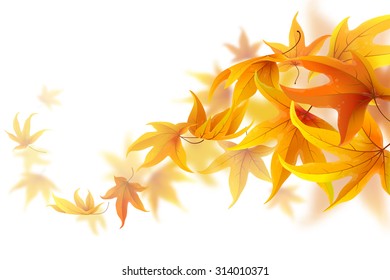 Autumn maple leaves falling and spinning isolated on white