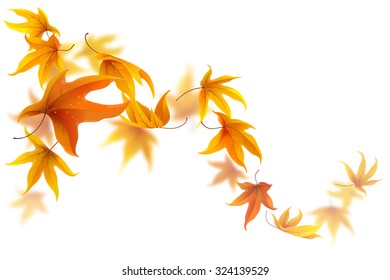 Autumn maple leaves falling and spinning on white background