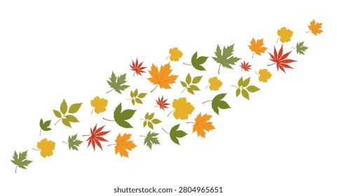 Autumn maple leaves featuring different tree species with labels. Ideal for botanical education, forestry, gardening, seasonal projects, nature guides, and classroom materials.