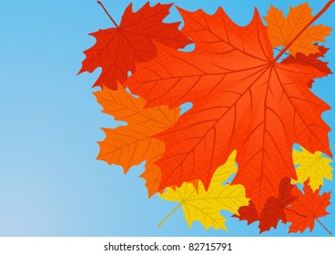 Autumn maple leaves, file EPS.8 illustration.