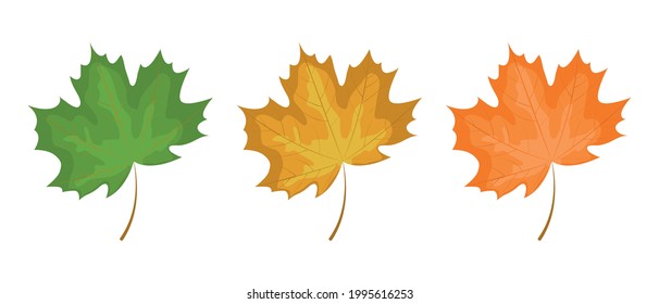 Hojas de arce otoñales aisladas sobre fondo blanco. Ilustración vectorial.