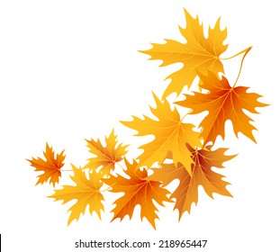 Autumn maple leaves isolated on white. Vector