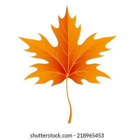 Autumn maple leaves isolated on white. Vector