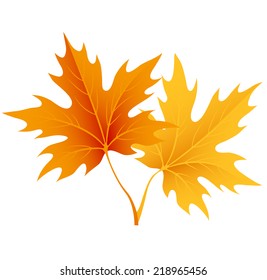 Autumn maple leaves isolated on white. Vector
