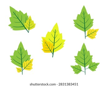Autumn Maple Leaves Isolated on White Background, Colorful Yellow Orange Red and Brown Fall Foliage Closeup for Nature and Botanical Design
