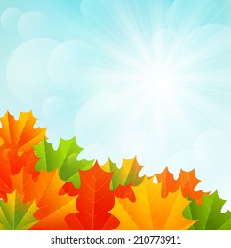 Autumn maple leaves on sunny background
