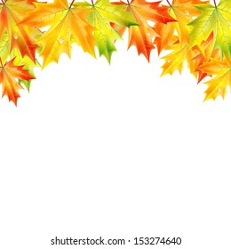 	autumn maple leaves on a white background.autumn background.vector