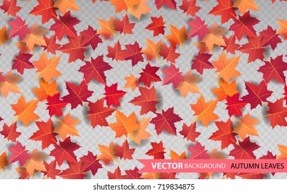 Autumn maple leaves pattern on transparent background