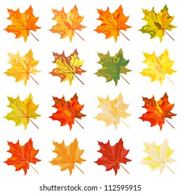 Autumn Maple Leaves Set.  Elegant Cute Design with Ideal Balanced Colors. Suitable for Creating Different Autumn Designs. Vector Illustration.