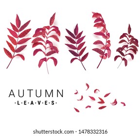 Autumn maple leaves set, isolated on white background. Vector illustration. Useful for social media, promotional materials, ads and other design.