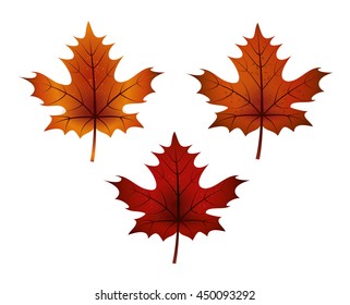 Autumn maple leaves set. Isolated vector design.