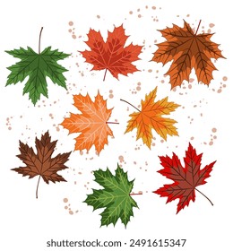autumn maple leaves, a set of several painted fallen maple leaves of different colors, vector illustration on an autumn theme