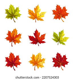 Autumn maple leaves. Set of vector colorful leaves isolated on a white background