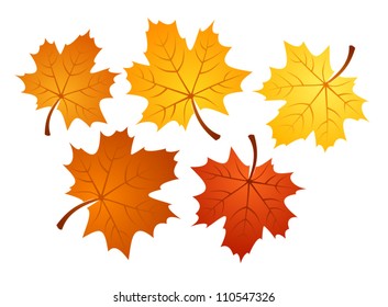 Autumn maple leaves of various colors. Vector illustration.