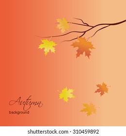 Autumn maple leaves. Vector