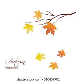 Autumn maple leaves. Vector