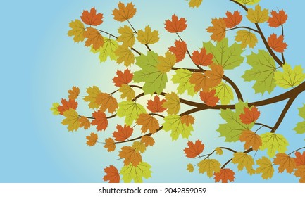 Autumn maple leaves. Yellow autumn leaves on a branch. A view from below at the autumn sun through the leaves.