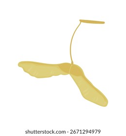 Semillas de arce de otoño. Ilustración vectorial aislada en un fondo blanco. 