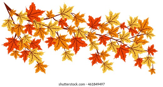 Autumn maple tree branch with colorful leaves isolated on white