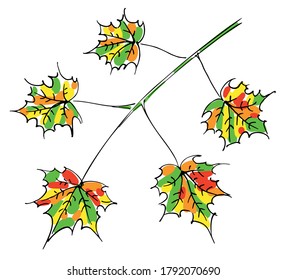 Autumn maple tree branch with multi-colored leaves hand-drawn sketch on white background