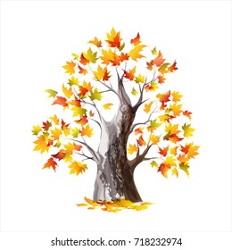 Autumn maple tree isolated on a white background. Watercolor vector