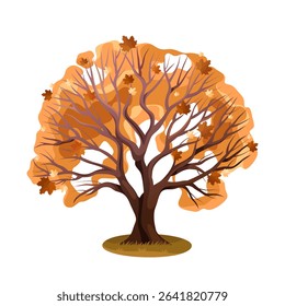 Autumn maple vector illustration. Fall tree for forest or wood. Wood ecosystem and foliage flora. Bark and timber for park and woodland. Biodiversity and environment. Biology, botany, wildlife.