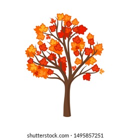 Autumn maple. Vector illustration on a white background.