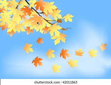 autumn maples against blue sky